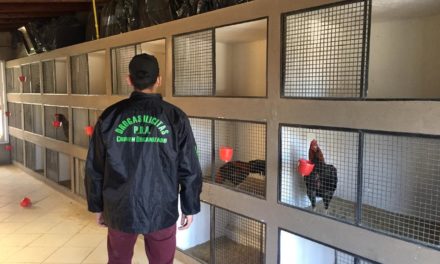 Liberan gallos de riña en La Plata y Florencio Varela