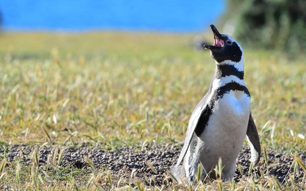 Masacran pingüinos en Punta Tombo